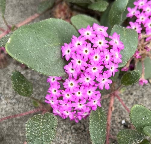 Pink Sand Verbena