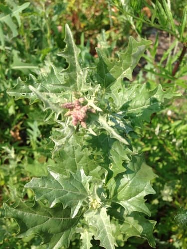 Tatrian Saltbush Bonsai