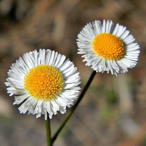 Oakleaf Fleabane