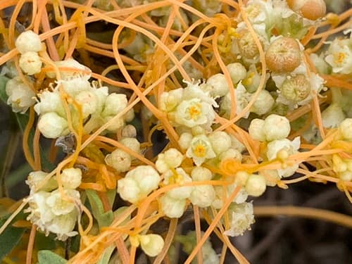 Field Dodder