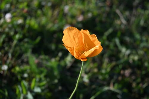 Iceland Poppy