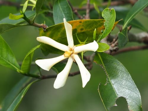 Common Gardenia
