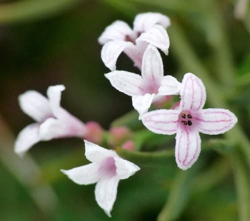 Squinancywort Flowers