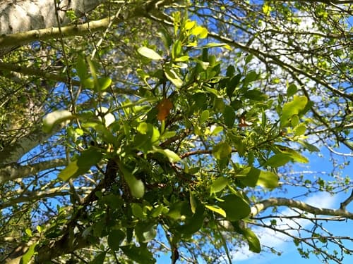 Green mistletoe