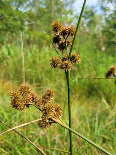 Torrey's Rush Bonsai