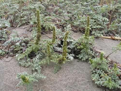 Silver Beachweed