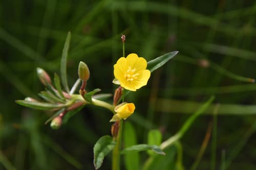 Small Sundrops