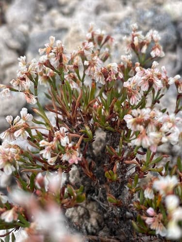 Slender Buckwheat Bonsai