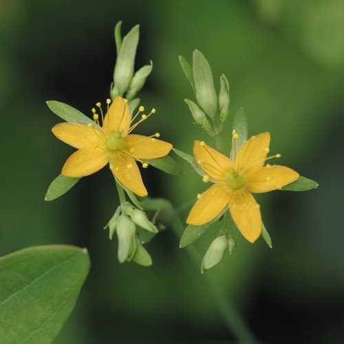 Dwarf St. John's Wort