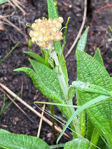 Icholocholo Plant Specimen