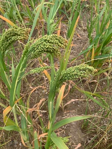Proso Millet Plant