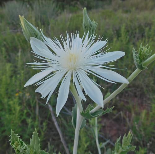 Bractless Blazingstar Bonsai