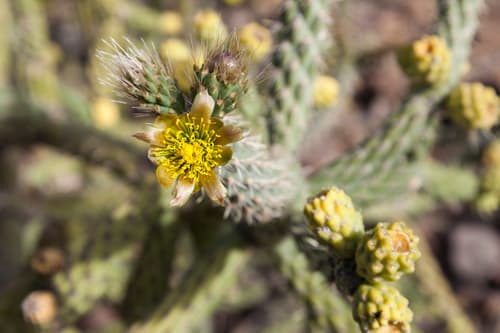 Brincadora Cholla