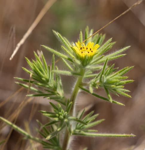 Fitch's Tarweed Bonsai