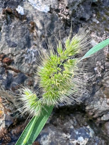 Bristly Dogtail Grass