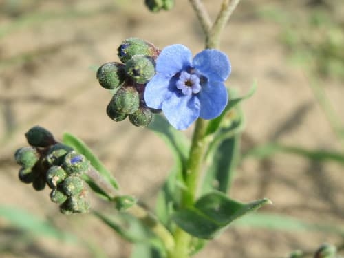 Chinese forget-me-not