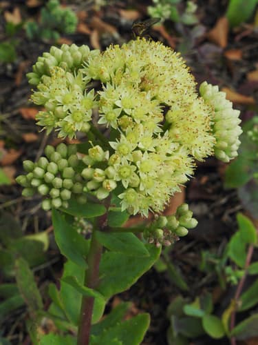 Great Stonecrop