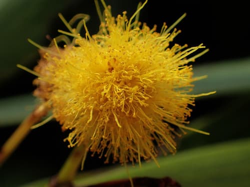 Taiwan Acacia Bonsai