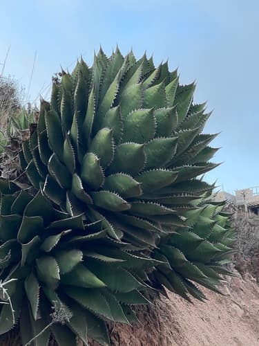 Shaw's Agave