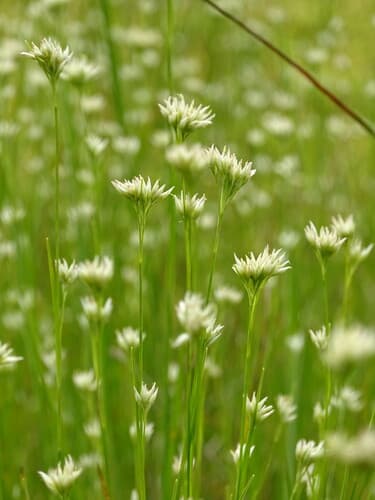 White Beak-sedge