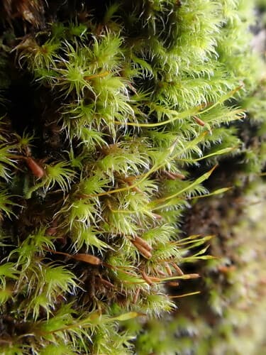 Yellow-green Rock Moss