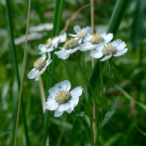 Sneezewort