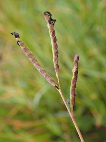 Knot Grass Plant Specimen