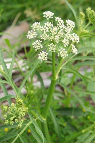 Water Parsnip