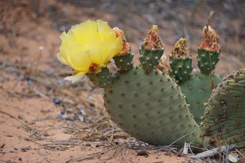 Golden Pricklypear