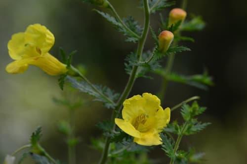 Fern-leaved False Foxglove