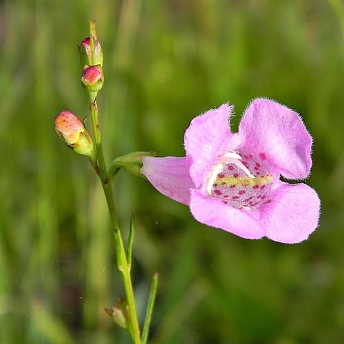 Beach False Foxglove