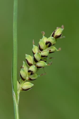 Grass-like Sedge