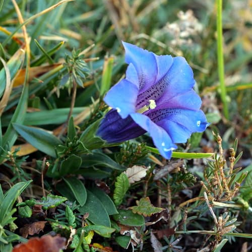 Clusius' gentian