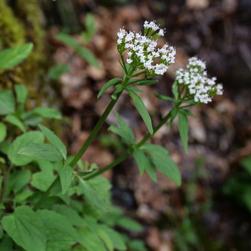 Three-leaved Valerian