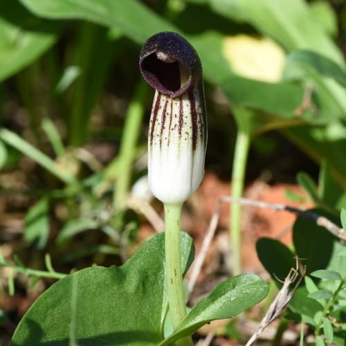 Arisarum simorrhinum Specimen