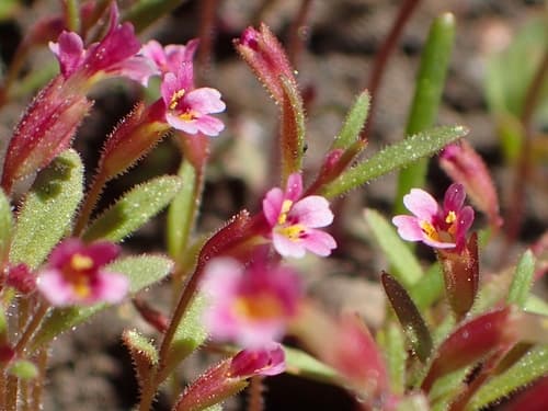 Brewer's Monkeyflower