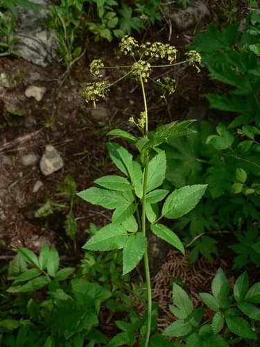 Western Sweet-cicely