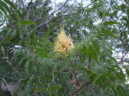 Prairie flameleaf sumac Bonsai