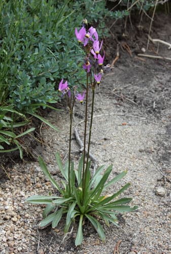 Alpine Shooting Star Bonsai