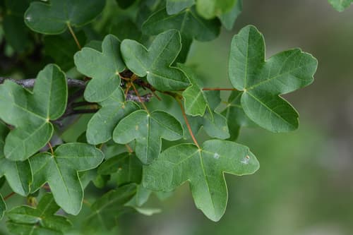 Montpellier Maple Bonsai