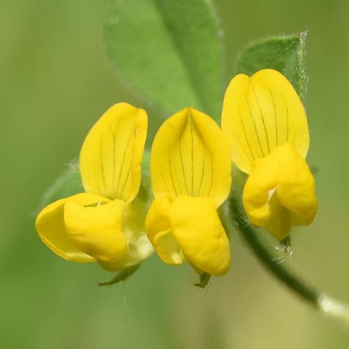Southern Bird's-foot-trefoil