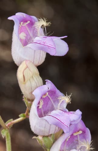 Grinnell's Beardtongue