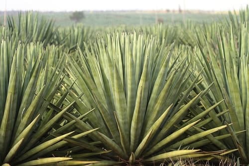 Sisal Plant