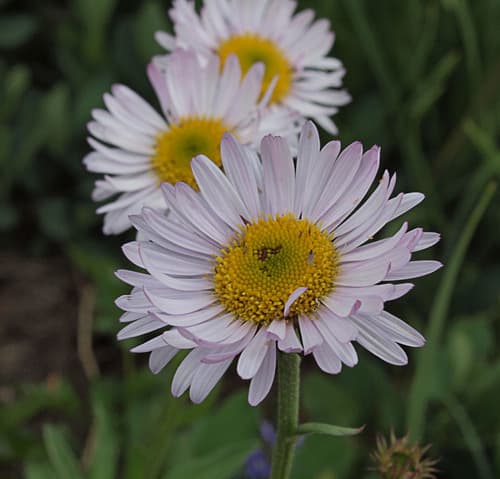Subalpine Fleabane