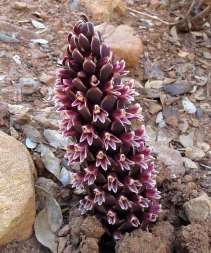 California Groundcone Specimen