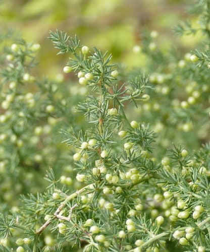 Spiny Asparagus Bonsai