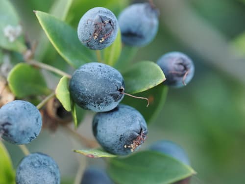 Common Myrtle Bonsai