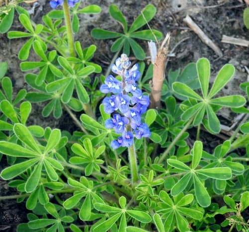 Sandyland Bluebonnet