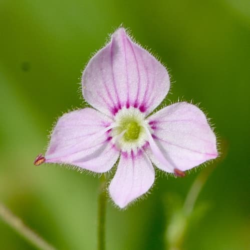 Nettle-leaved Speedwell