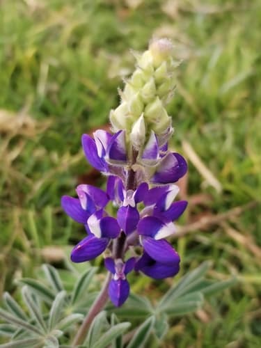Lupinus pubescens